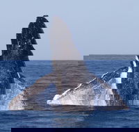 Full-Day Whale Watching Snorkeling and Swimming at Coral Bay - Southport Accommodation