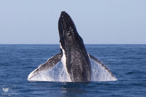 Full-Day Whale Watching Snorkeling And Swimming At Coral Bay - Southport Accommodation 0