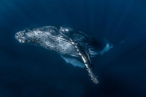 Full-Day Whale Watching Snorkeling And Swimming At Coral Bay - Southport Accommodation 7