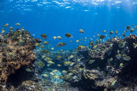 Full-Day Whale Watching Snorkeling And Swimming At Coral Bay - Southport Accommodation 1