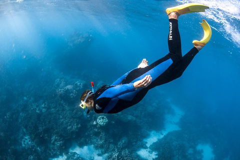 Full-Day Whale Watching Snorkeling And Swimming At Coral Bay - Southport Accommodation 2