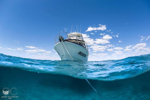 Full-Day Whale Watching Snorkeling And Swimming At Coral Bay - Southport Accommodation 3