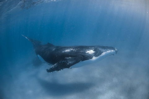 Full-Day Whale Watching Snorkeling And Swimming At Coral Bay - Southport Accommodation 5