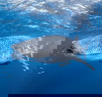 Whale Shark Adventure Tour - Southport Accommodation