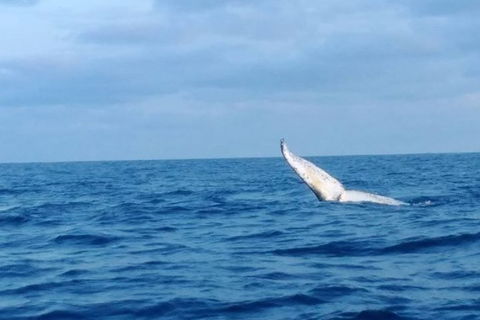 Whale Watching Boat Tour In Geraldton - Southport Accommodation 0