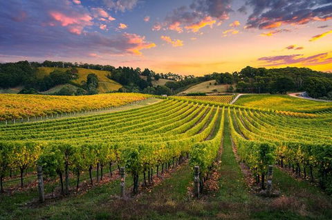 Swan Valley Sunset Wine Tour - Premium Small Group Tour - Southport Accommodation 0