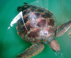 Australian Seabird Rescue - Accommodation Southport 0