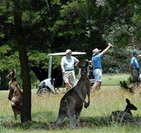 Glen Innes Golf Club - Accommodation Southport