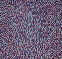 The Gate Gallery - Wollombi - Accommodation Southport