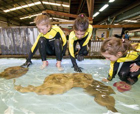 Australian Shark And Ray Centre - Southport Accommodation 0