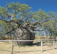 Boab Prison Tree - Southport Accommodation