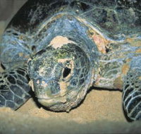 Turtle Nesting Season - Southport Accommodation