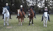 Valhalla Horse Riding - Southport Accommodation 1