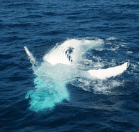 Dolphin Wild Cruises - Southport Accommodation