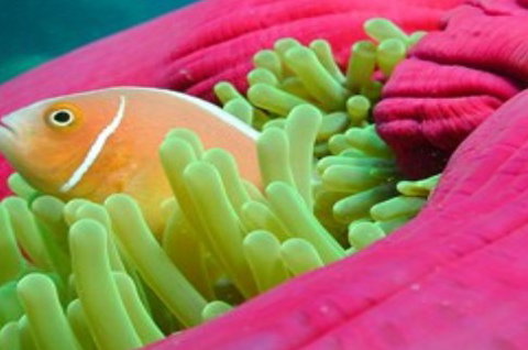 Great Adventures Reef And Green Island Cruises - Accommodation Southport 2