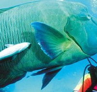 Aristocat Snorkel and Scuba Port Douglas - Southport Accommodation