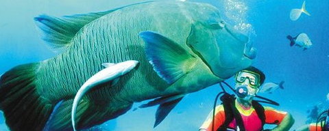 Aristocat Snorkel And Scuba Port Douglas - Accommodation Southport 0