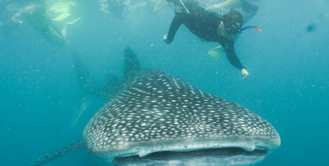 Aristocat Snorkel And Scuba Port Douglas - Accommodation Southport 1