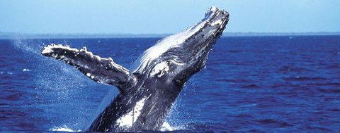 Aristocat Snorkel And Scuba Port Douglas - Accommodation Southport 2