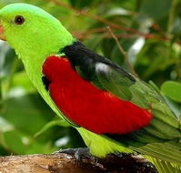 Birdworld Kuranda - Southport Accommodation