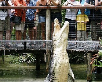 Hartley's Crocodile Adventures - Southport Accommodation 0