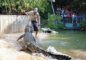 Hartley's Crocodile Adventures - Southport Accommodation 4