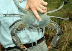 Whitsunday Crocodile Safari - Southport Accommodation