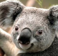 Wildlife Habitat - Southport Accommodation