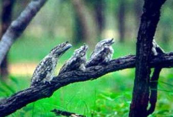 Boogan ACT Accommodation Southport