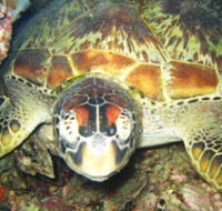 Adrenalin Snorkel and Dive - Southport Accommodation