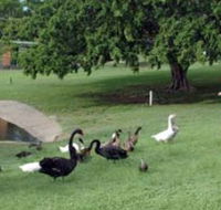 Anzac Park and Ululah Lagoon - Southport Accommodation