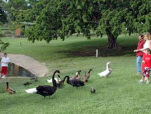 Anzac Park And Ululah Lagoon - Southport Accommodation 0