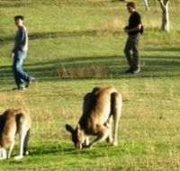 Araucaria Ecotours - Southport Accommodation