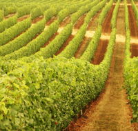 Wignalls Winery - Southport Accommodation