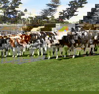 Brighton Show - Accommodation Southport