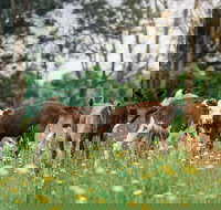 Farmgate Festival - Accommodation Southport