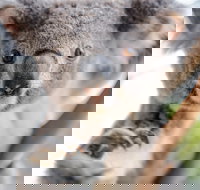 Meet the Stars of the Livestreams - Accommodation Southport