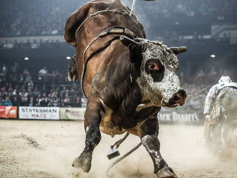 PBR Hawkesbury Stampede - Southport Accommodation 1