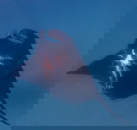 Project Manta Ningaloo Reef Western Australia - Southport Accommodation