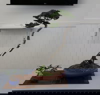 Wauchope Bonsai Workshop Group - Southport Accommodation