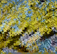 Australian Wattle Day  the Old Bus Depot Markets - Accommodation Southport