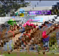 Camel Races at Gosford Showgrounds - Southport Accommodation