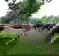 Dorrigo Agricultural Show - Southport Accommodation