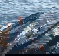 Eden Whale Festival - Southport Accommodation