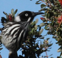Esperance Wildflower Festival - Accommodation Southport