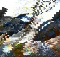 Mudgee Farm Walks - Accommodation Southport