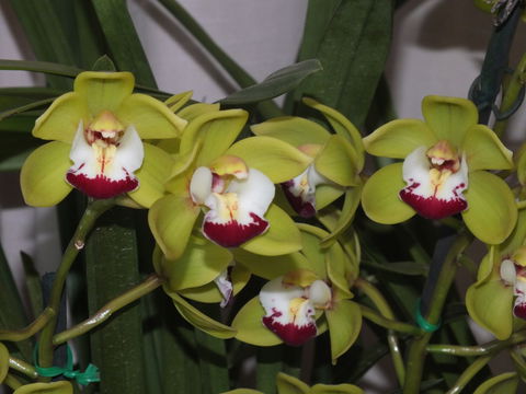 Orchids Out West - Southport Accommodation 1