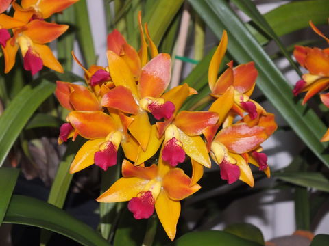 Orchids Out West - Southport Accommodation 2