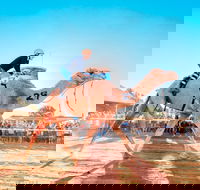 Boulia Camel Races - Southport Accommodation