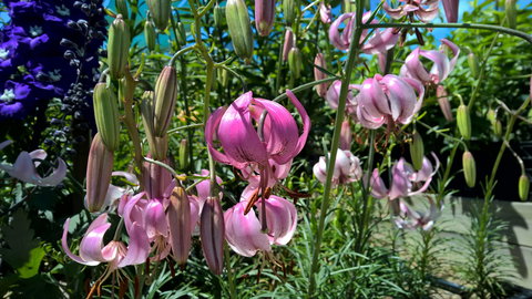 Burnie Lilium Show - Accommodation Southport 1